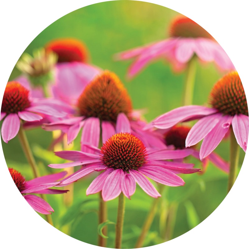 Echinacea – Ginger + Orange – Living Libations 5ml